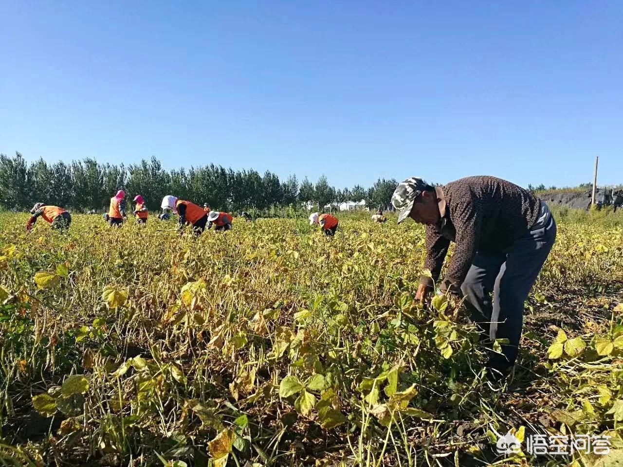 绿色蔬菜和无公害蔬菜哪个更安全_绿色蔬菜和无公害蔬菜哪个更安全些