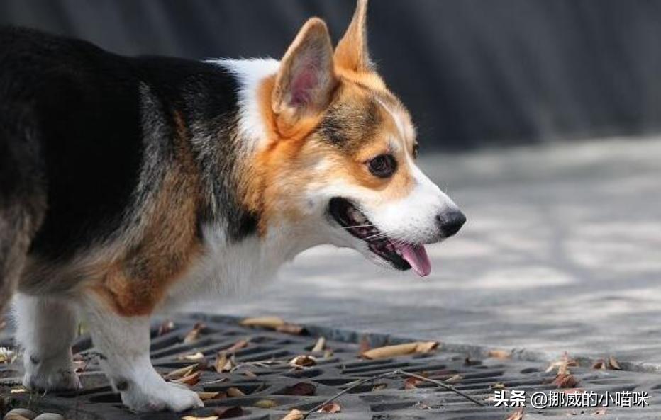 柯基犬最开始是干什么用的_柯基犬最初干什么的