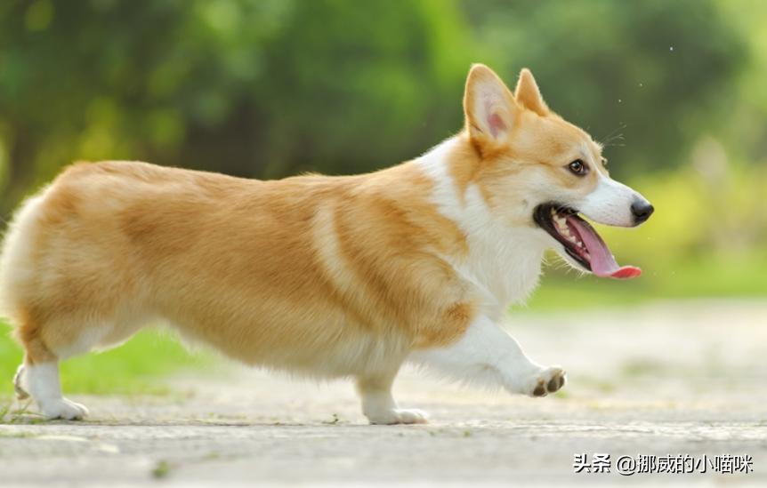 柯基犬最开始是干什么用的_柯基犬最初干什么的