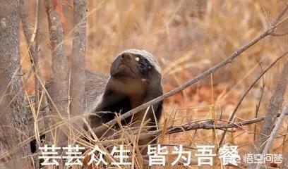 世界上最无所畏惧的动物是什么_世界上最无所畏惧的动物是什么动物