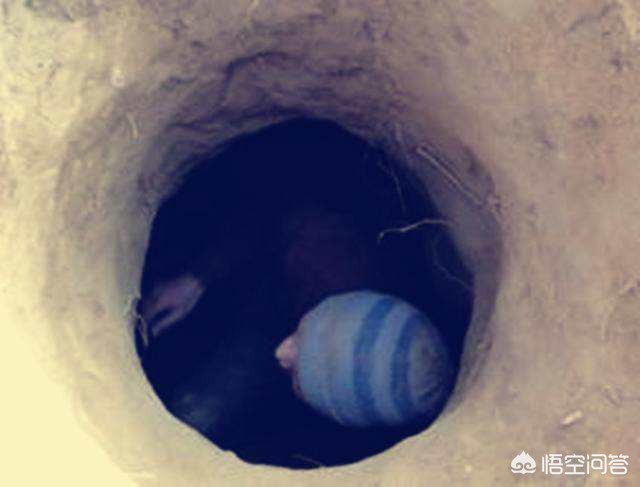 盗墓贼_盗墓贼的祖师爷是谁