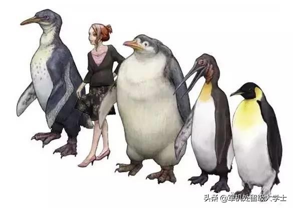 体型最大的企鹅_体型最大的企鹅是哪一种企鹅
