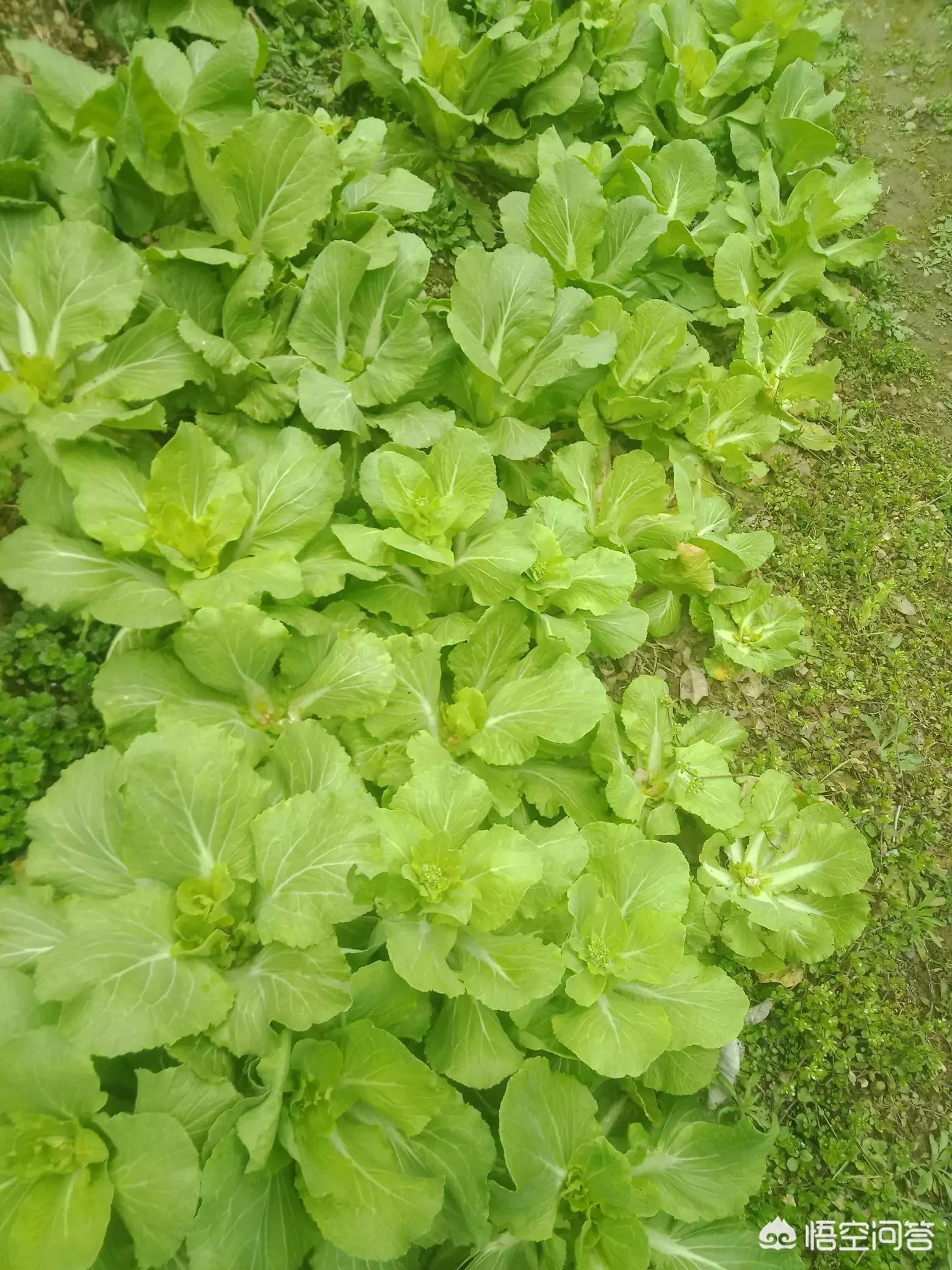 无公害蔬菜和绿色蔬菜哪个更安全_无公害蔬菜和绿色蔬菜哪个更安全些