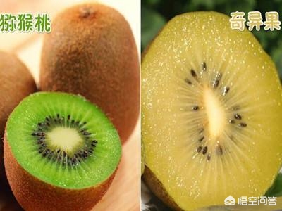 奇异果和猕猴桃是一种水果吗蚂蚁_奇异果和猕猴桃是一种水果吗蚂蚁庄园