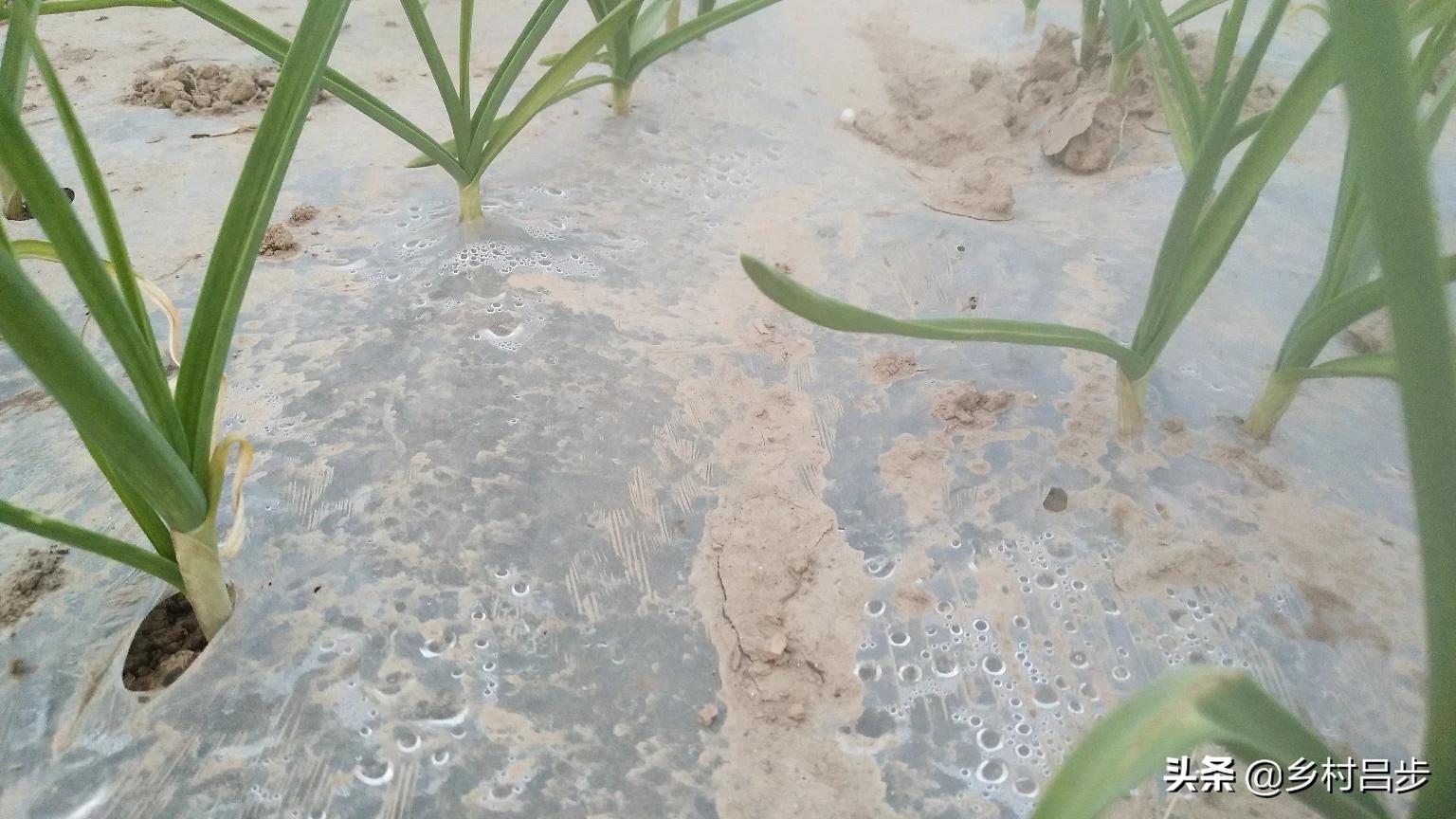 抖音芽家_抖音芽家是什么