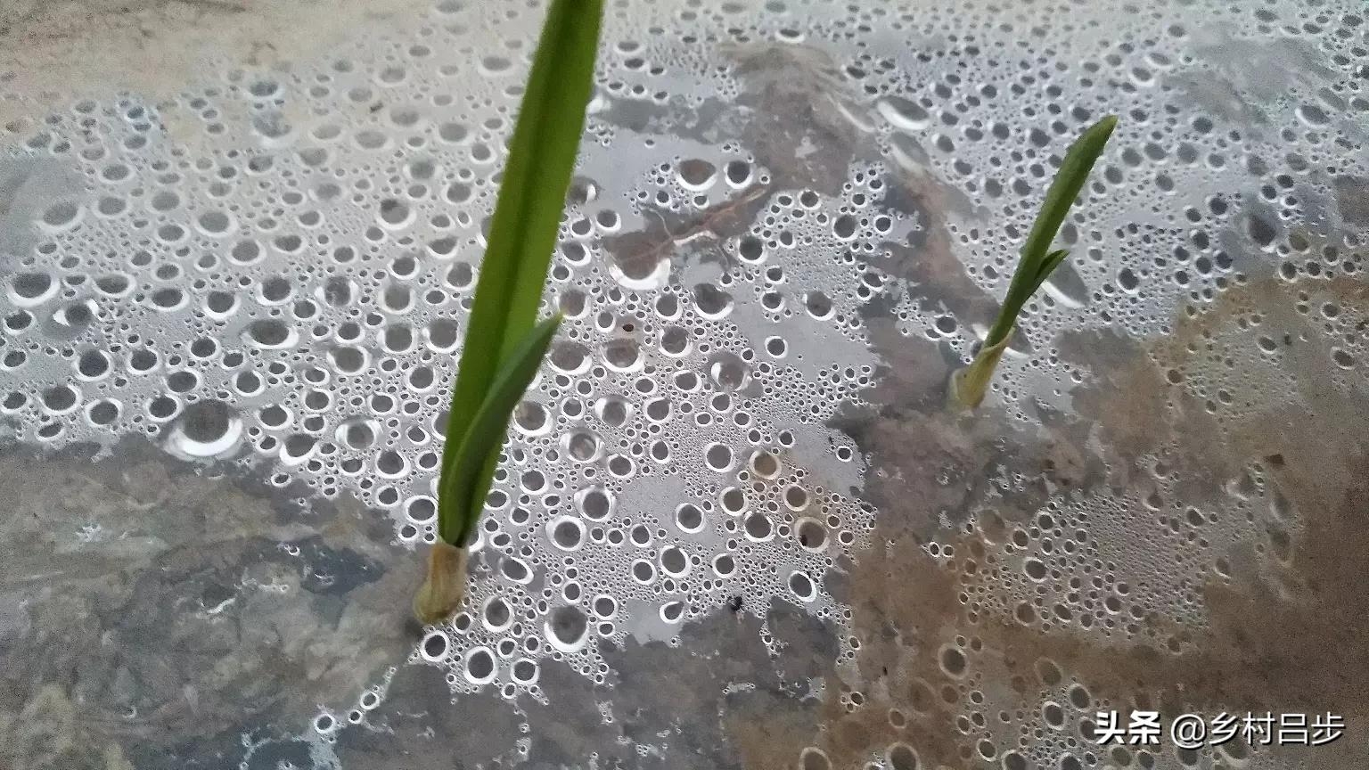 抖音芽家_抖音芽家是什么