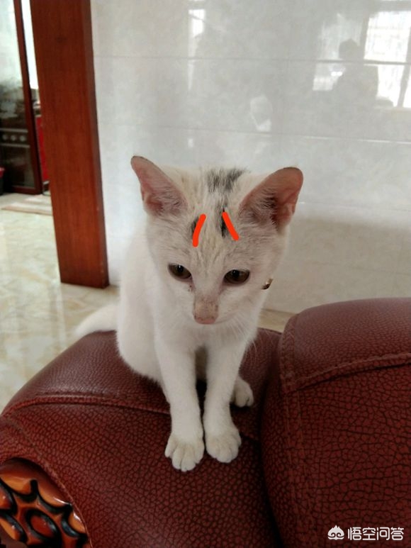 猫咪社区免费资源在线观看_猫咪社区免登录技术爱好者
