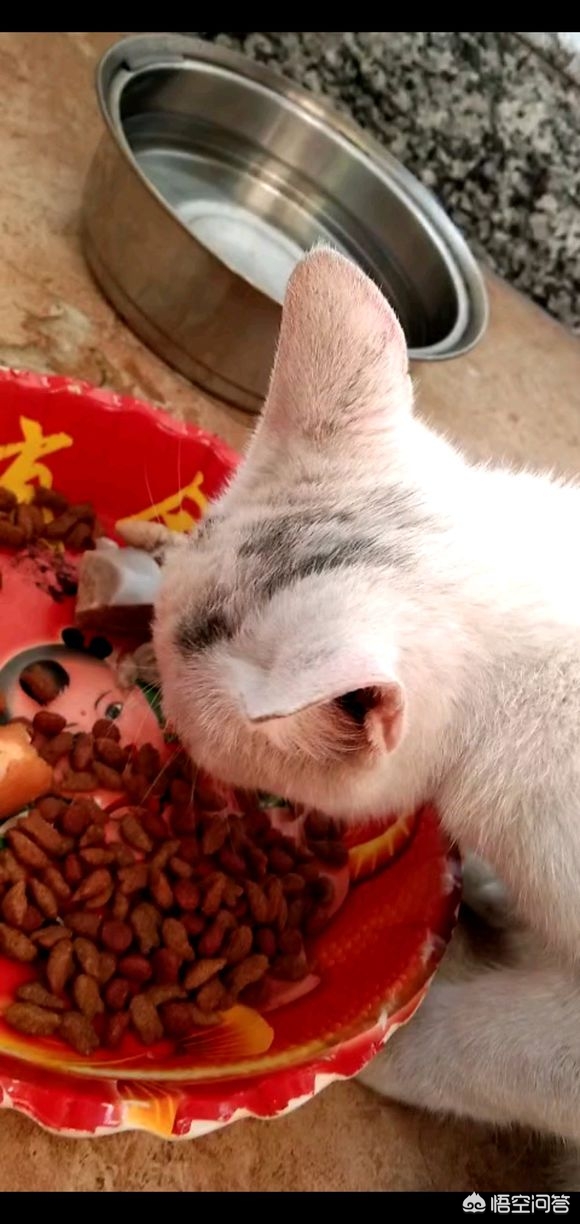 猫咪社区免费资源在线观看_猫咪社区免登录技术爱好者
