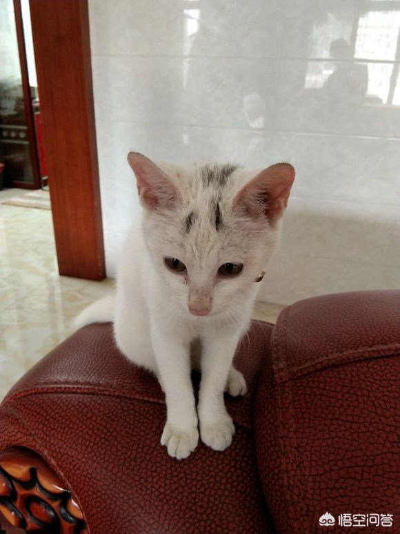 猫咪社区免费资源在线观看_猫咪社区免登录技术爱好者