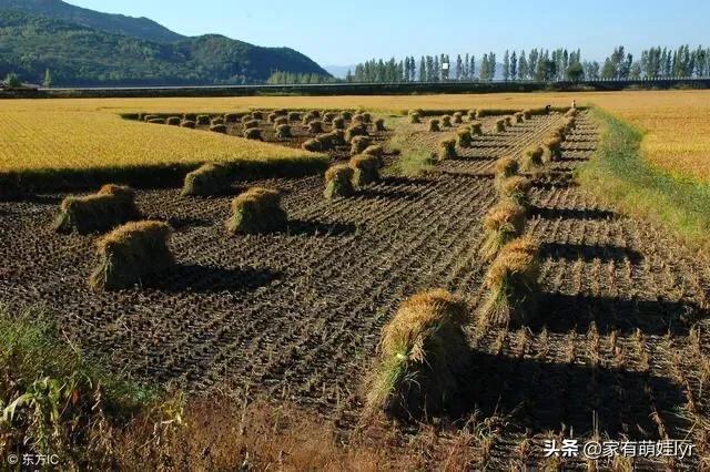 水稻主要成分_水稻主要成分是什么