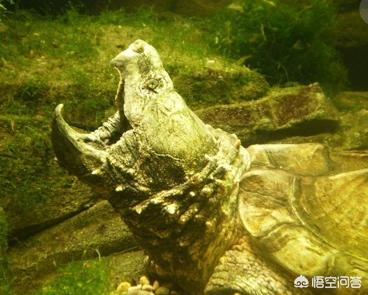 世界上体型最大的海龟是_世界上体型最大的海龟是什么龟?