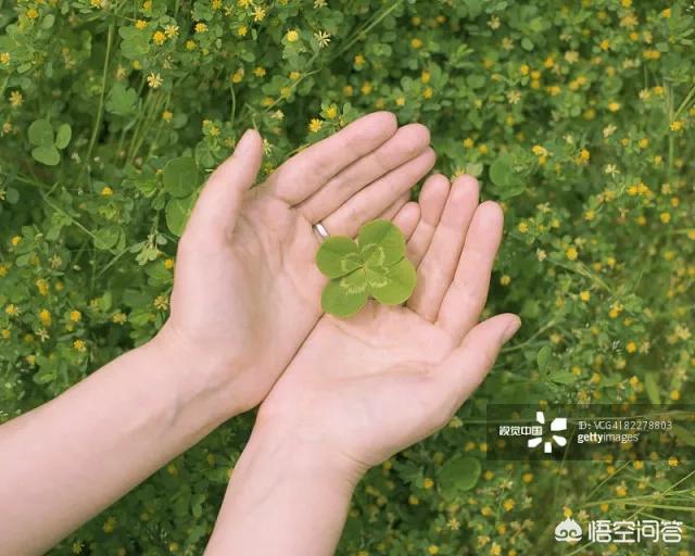 幸运四叶草_幸运四叶草的寓意是什么