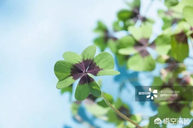 幸运四叶草_幸运四叶草的寓意是什么