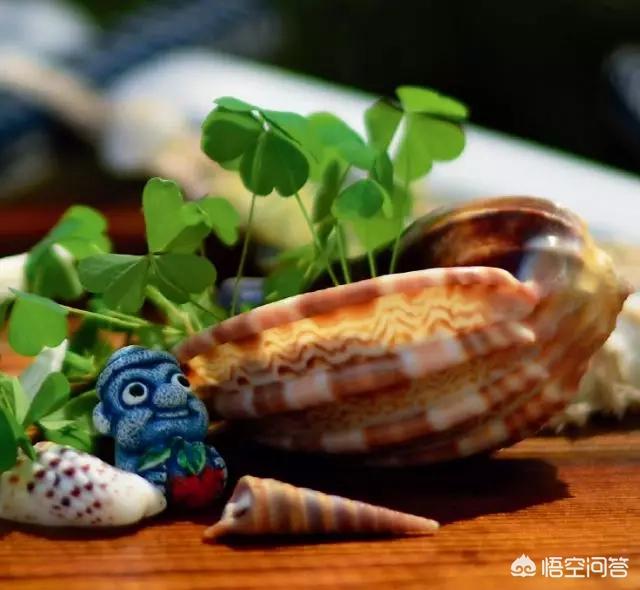 幸运四叶草_幸运四叶草的寓意是什么