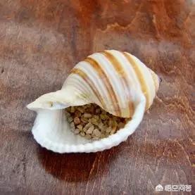 幸运四叶草_幸运四叶草的寓意是什么