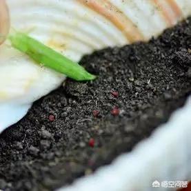 幸运四叶草_幸运四叶草的寓意是什么