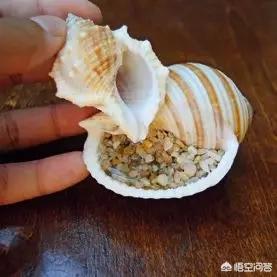 幸运四叶草_幸运四叶草的寓意是什么