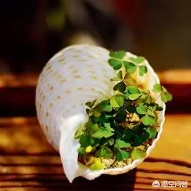 幸运四叶草_幸运四叶草的寓意是什么