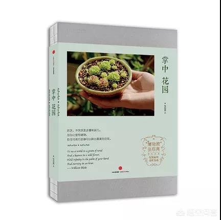 幸运四叶草_幸运四叶草的寓意是什么