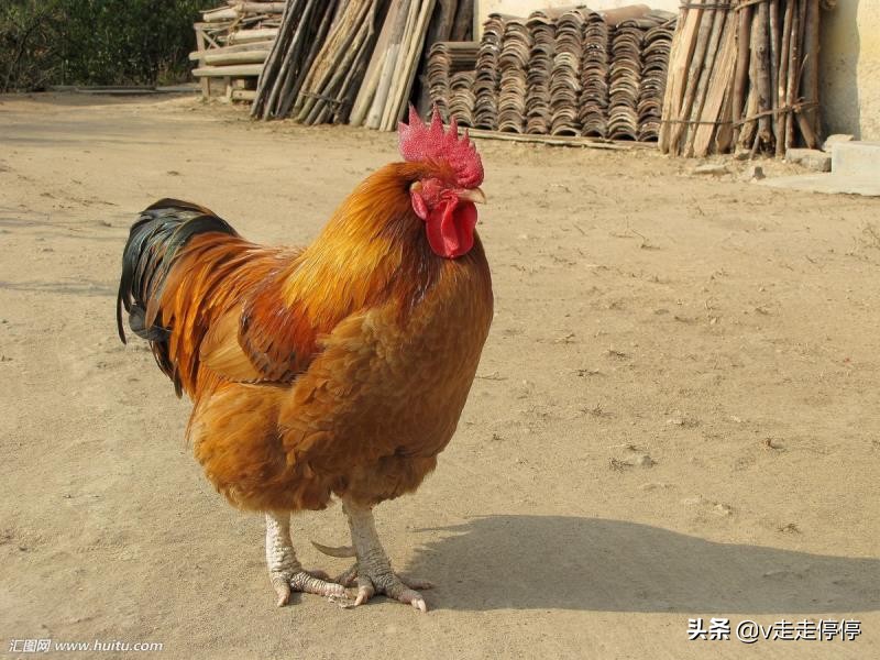 灵纹布包_灵纹布包图纸