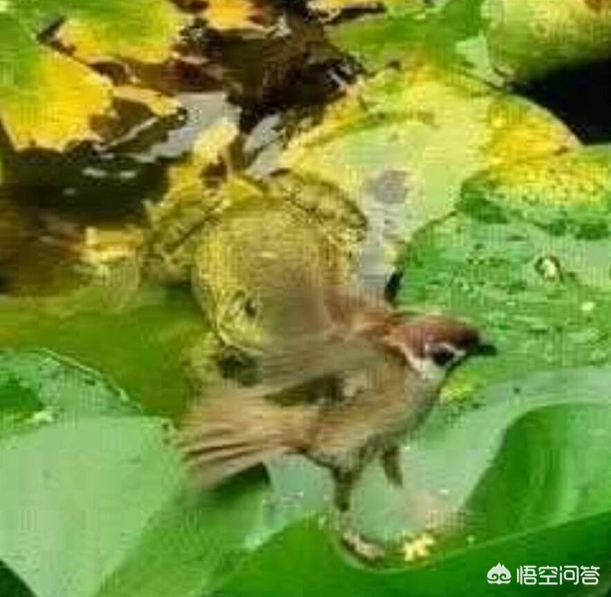 雨后蛙_雨后蛙叫原因