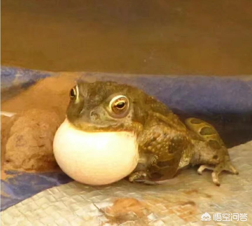 雨后蛙_雨后蛙叫原因