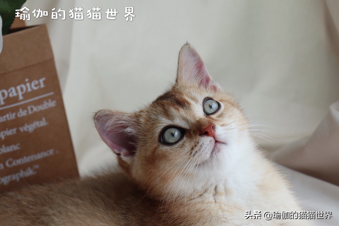 新喵咪_新喵咪视频官方