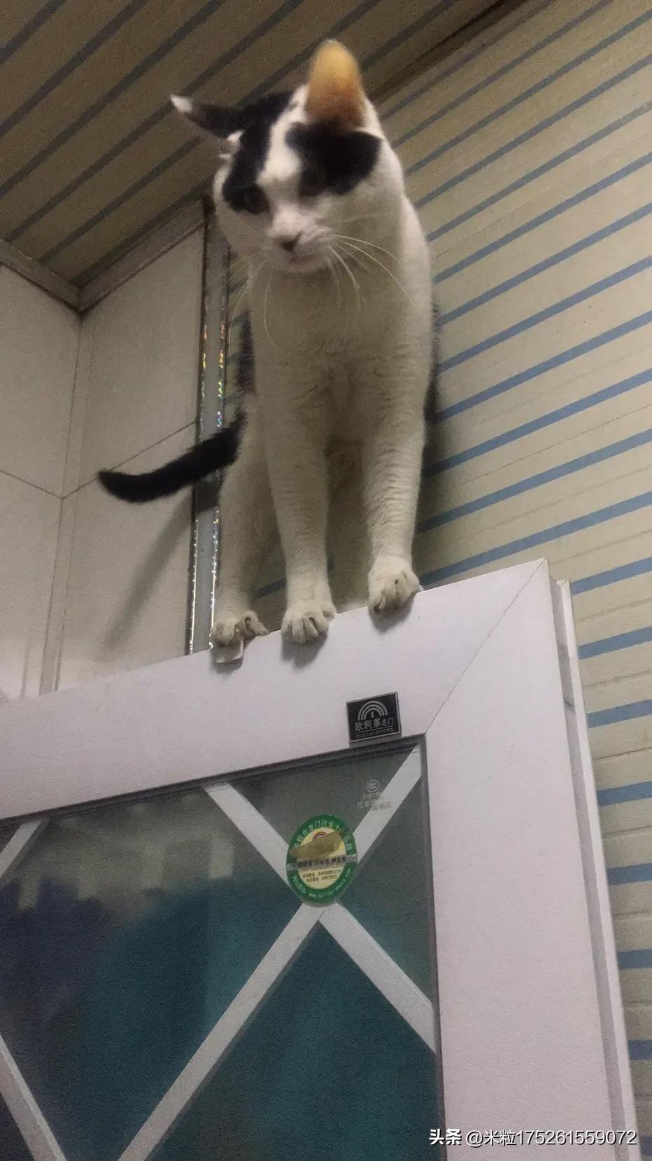 狸猫视频_狸猫视频最新版本