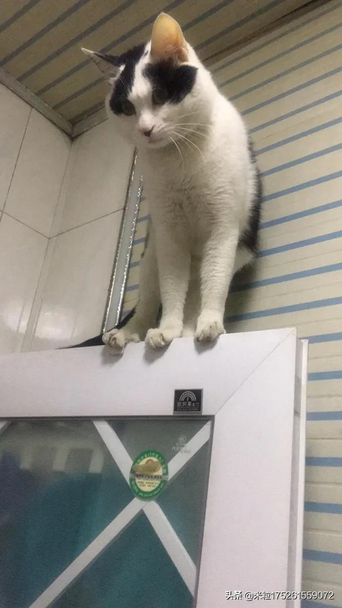 狸猫视频_狸猫视频最新版本