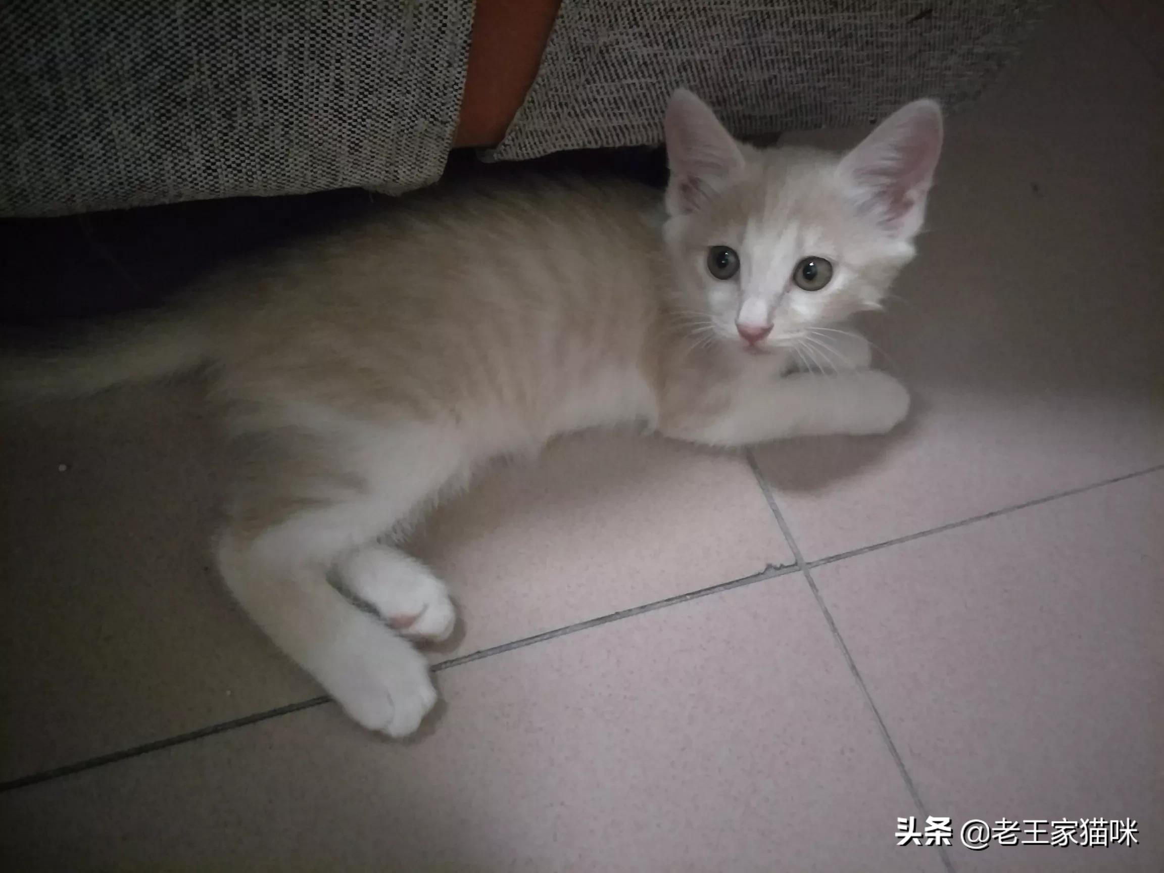 狸猫视频_狸猫视频最新版本