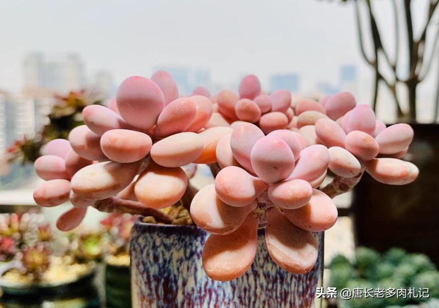 植物大战僵尸辅助_植物大战僵尸辅助菜单下载