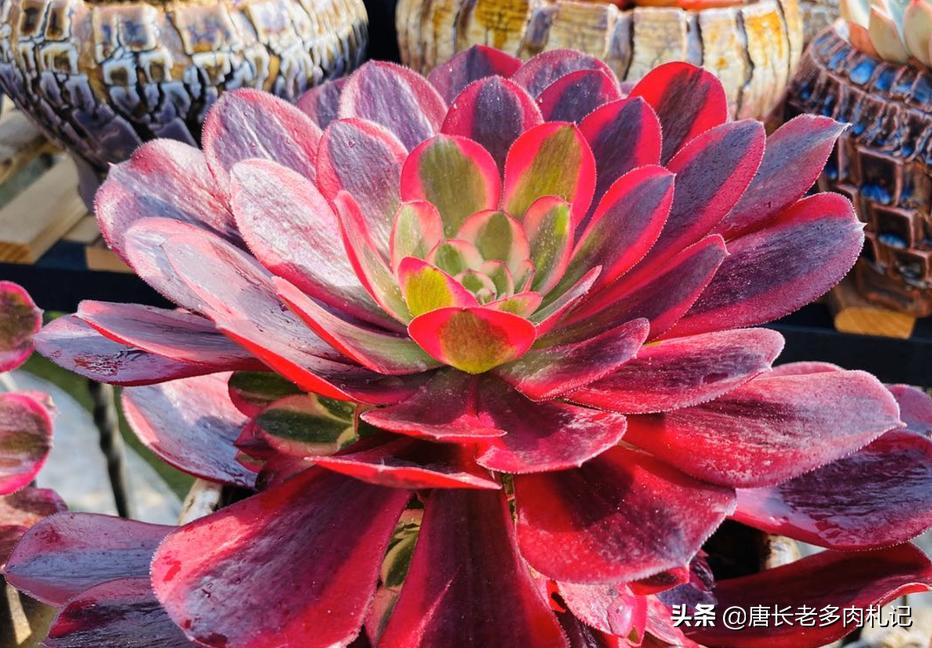 植物大战僵尸辅助_植物大战僵尸辅助菜单下载