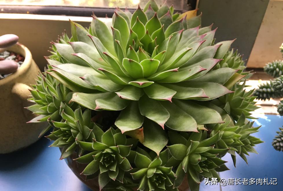 植物大战僵尸辅助_植物大战僵尸辅助菜单下载