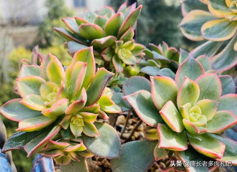 植物大战僵尸辅助_植物大战僵尸辅助菜单下载