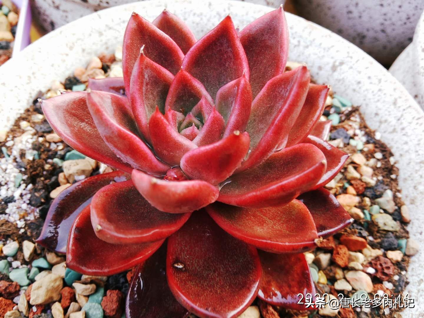 植物大战僵尸辅助_植物大战僵尸辅助菜单下载