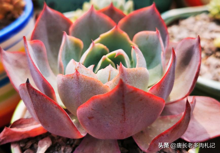 植物大战僵尸辅助_植物大战僵尸辅助菜单下载