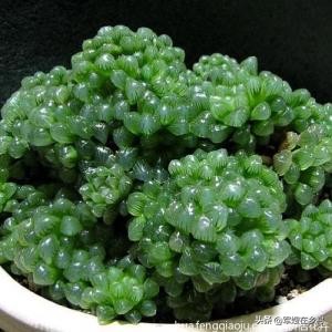 植物大战僵尸辅助_植物大战僵尸辅助菜单下载