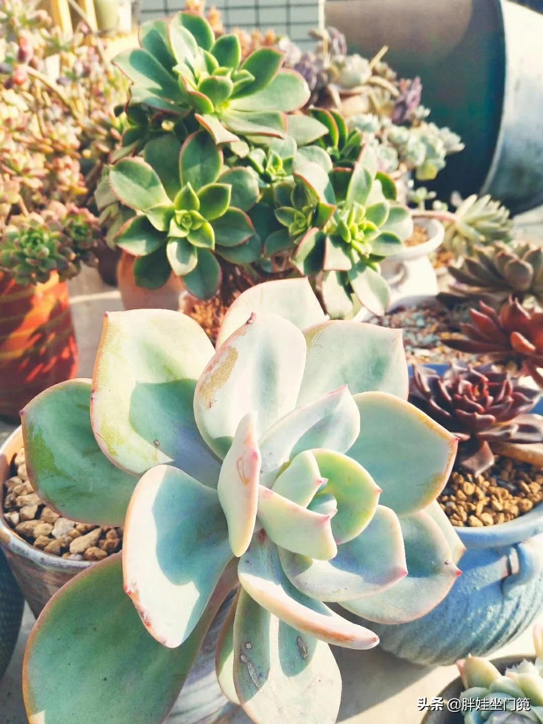 植物大战僵尸辅助_植物大战僵尸辅助菜单下载