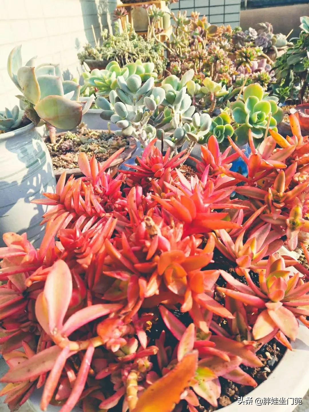 植物大战僵尸辅助_植物大战僵尸辅助菜单下载