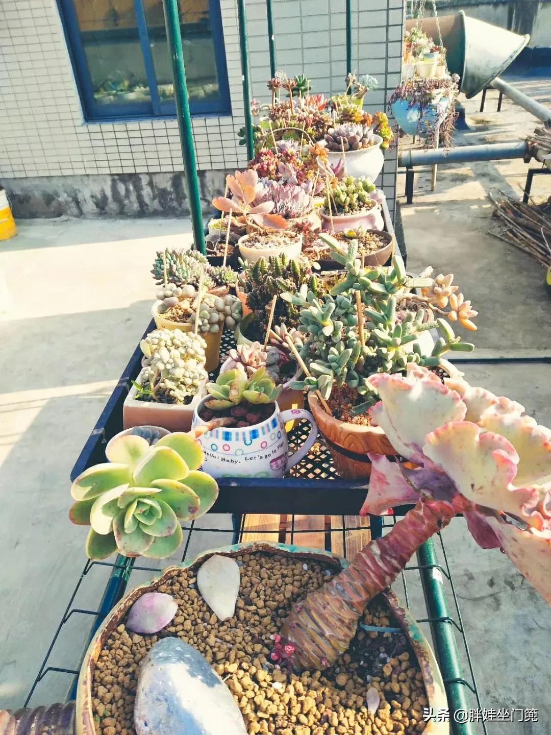植物大战僵尸辅助_植物大战僵尸辅助菜单下载