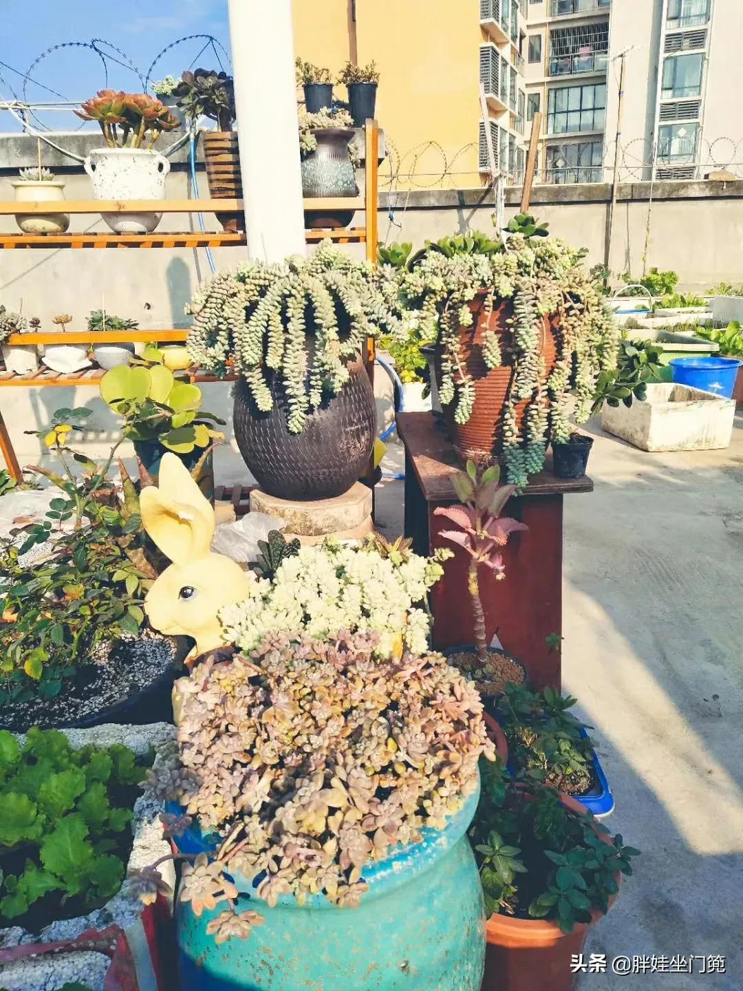植物大战僵尸辅助_植物大战僵尸辅助菜单下载