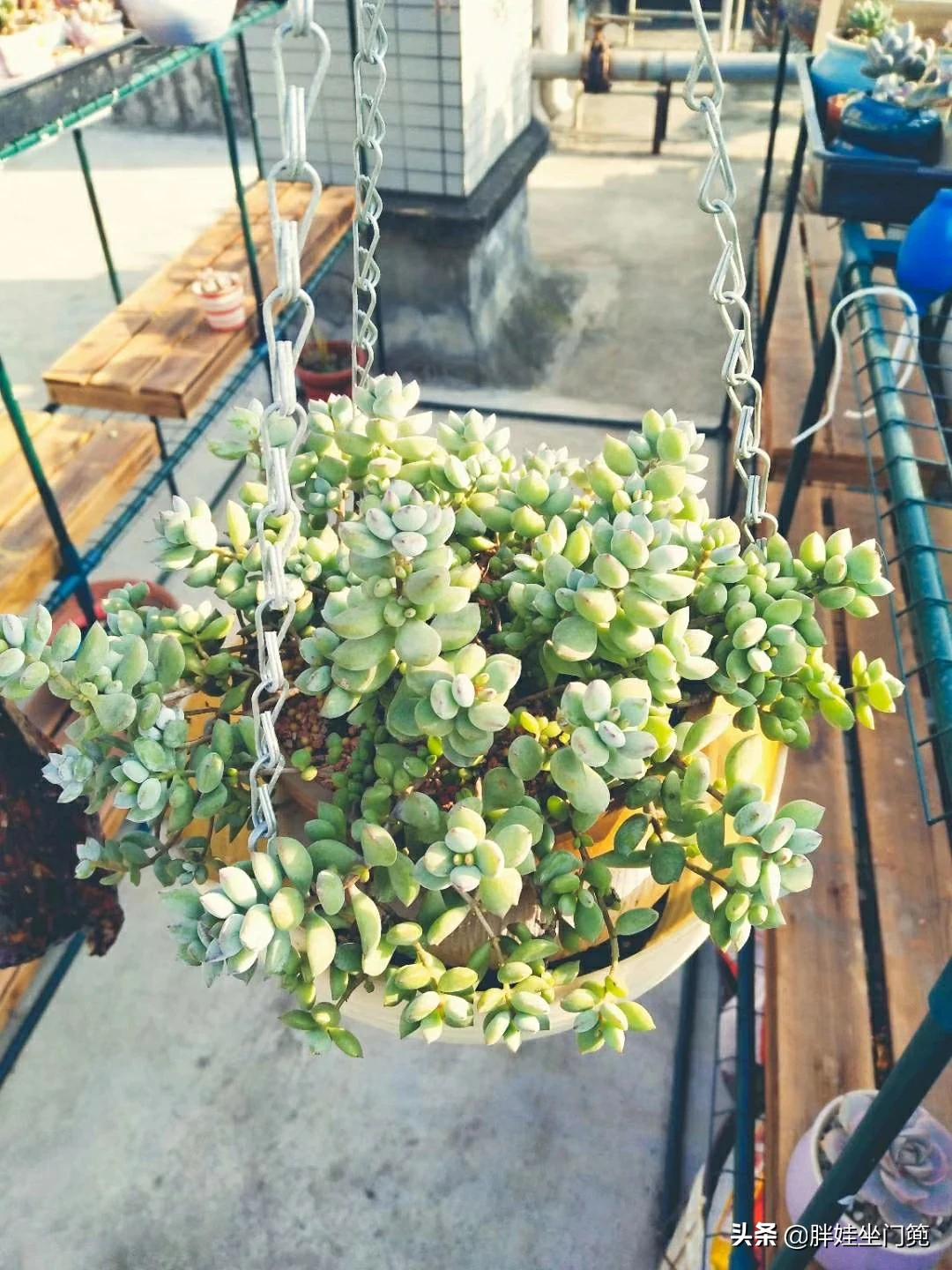 植物大战僵尸辅助_植物大战僵尸辅助菜单下载