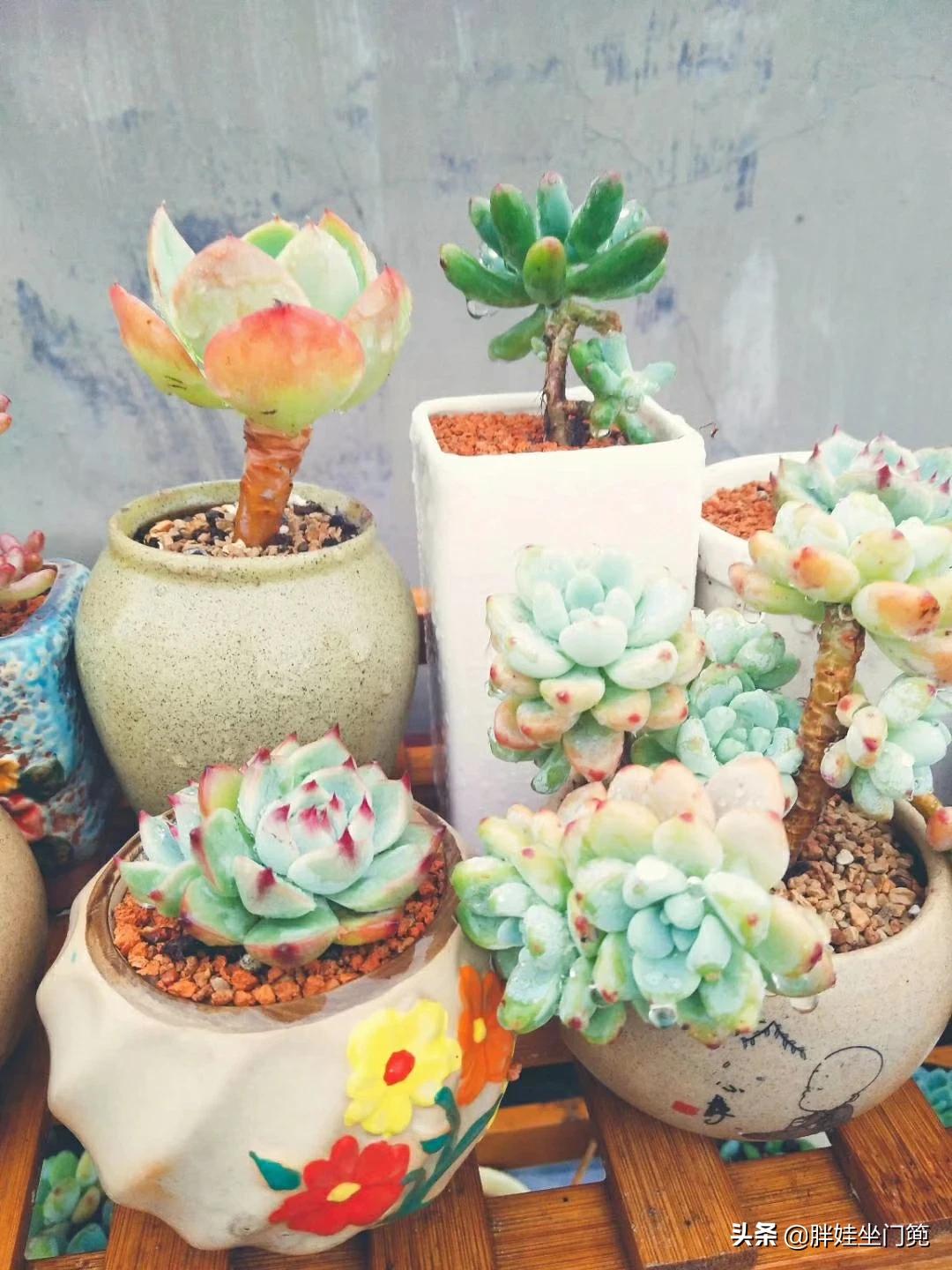 植物大战僵尸辅助_植物大战僵尸辅助菜单下载