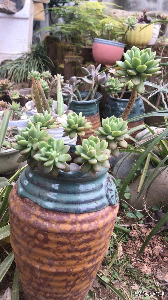 植物大战僵尸辅助_植物大战僵尸辅助菜单下载