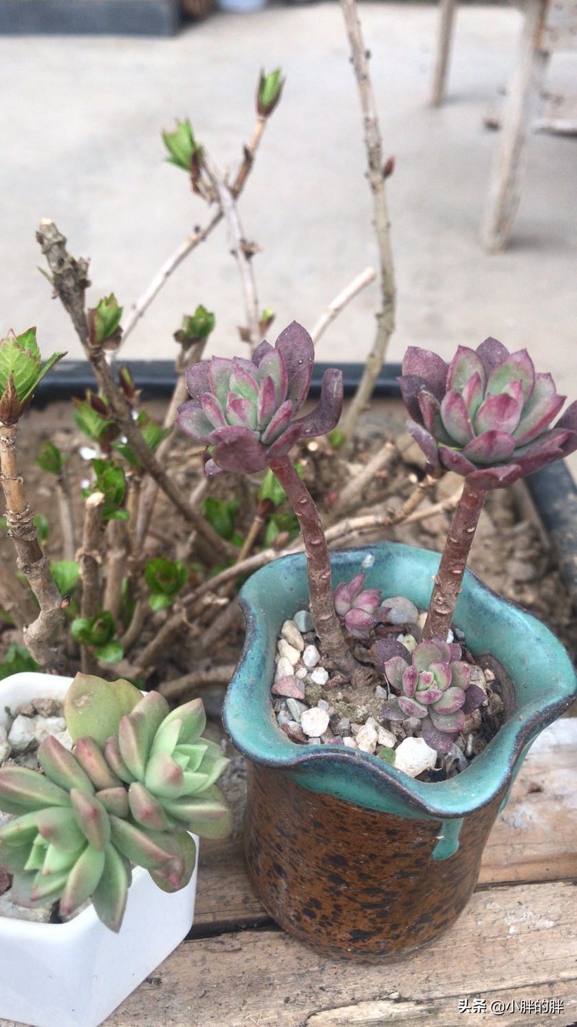 植物大战僵尸辅助_植物大战僵尸辅助菜单下载