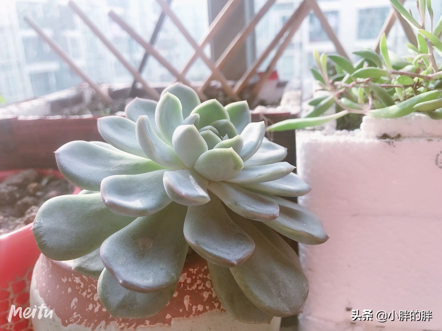 植物大战僵尸辅助_植物大战僵尸辅助菜单下载