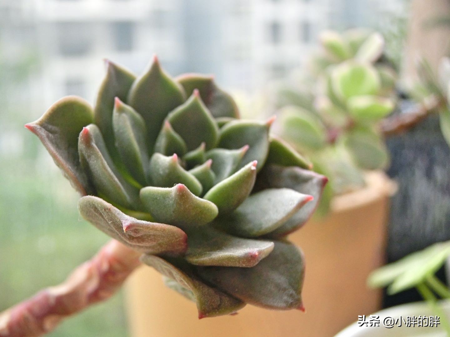 植物大战僵尸辅助_植物大战僵尸辅助菜单下载