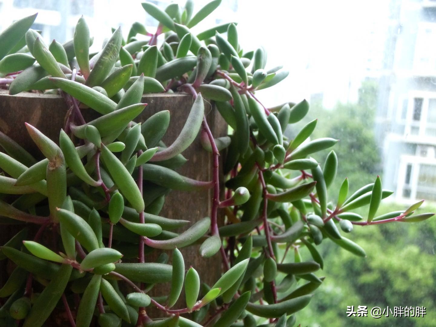 植物大战僵尸辅助_植物大战僵尸辅助菜单下载