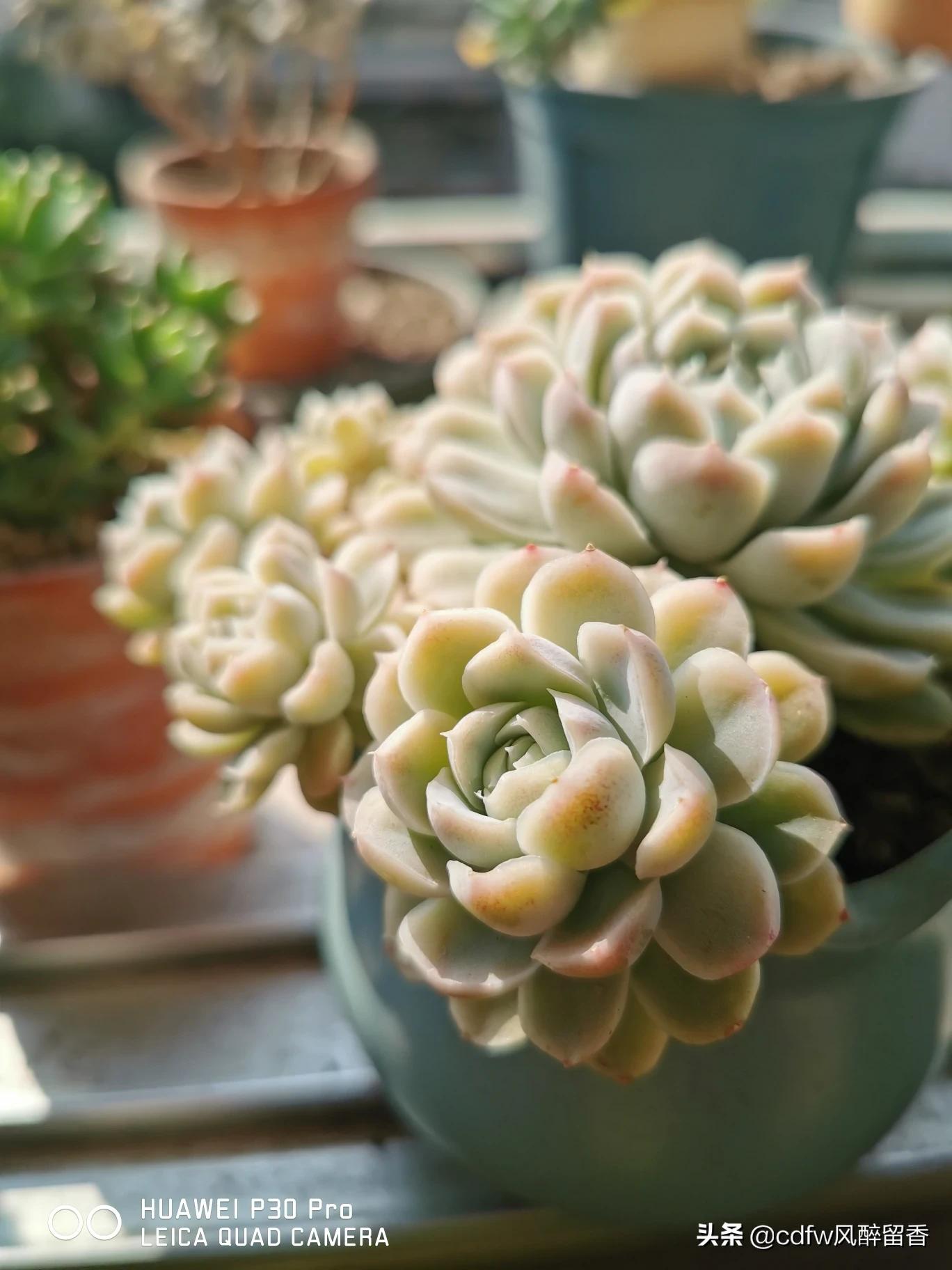 植物大战僵尸辅助_植物大战僵尸辅助菜单下载
