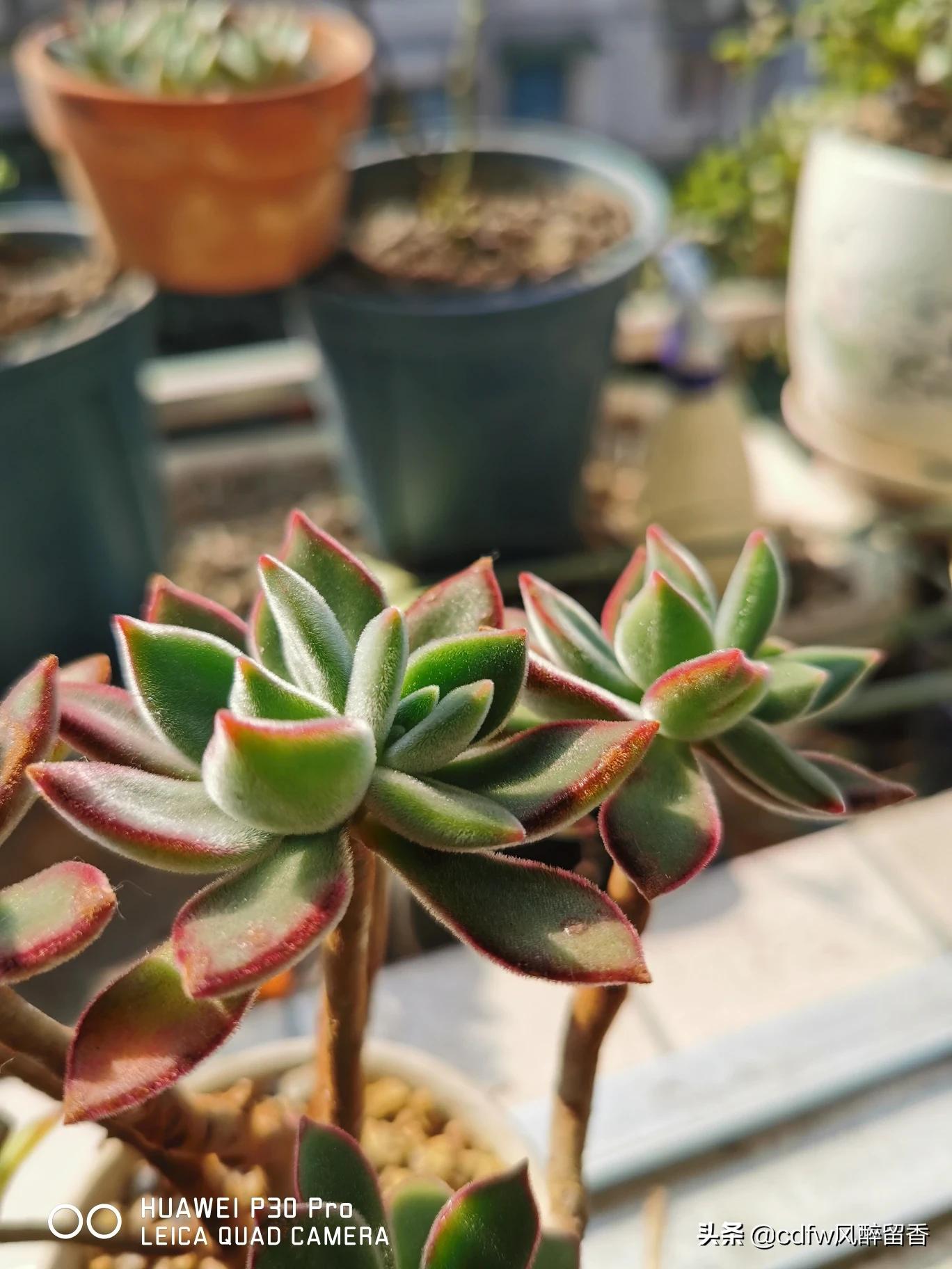 植物大战僵尸辅助_植物大战僵尸辅助菜单下载